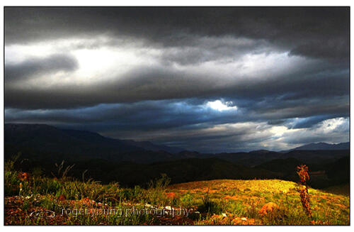 dark light aloe . print
